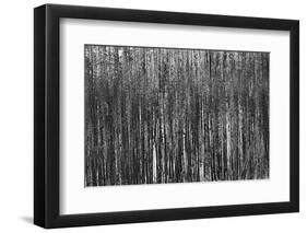 Burnt Out Pines-Howard Ruby-Framed Photographic Print