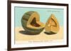 Burrell's Gem Musk Melon-null-Framed Art Print