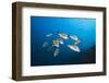 Burrito Grunt School (Anisotremus Interruptus)-Reinhard Dirscherl-Framed Photographic Print