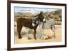 Burros Snuggling, Romance in the Rockies-null-Framed Art Print