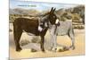 Burros Snuggling, Romance in the Rockies-null-Mounted Art Print