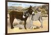 Burros Snuggling, Romance in the Rockies-null-Framed Art Print