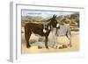 Burros Snuggling, Romance in the Rockies-null-Framed Art Print