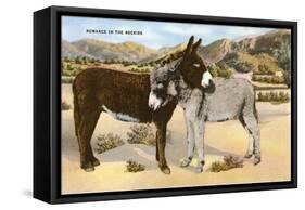 Burros Snuggling, Romance in the Rockies-null-Framed Stretched Canvas