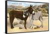 Burros Snuggling, Romance in the Rockies-null-Framed Stretched Canvas