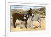 Burros Snuggling, Romance in the Rockies-null-Framed Premium Giclee Print