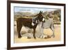 Burros Snuggling, Romance in the Rockies-null-Framed Premium Giclee Print