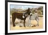 Burros Snuggling, Romance in the Rockies-null-Framed Premium Giclee Print