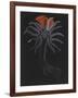 Burrowing Anemone-Philip Henry Gosse-Framed Giclee Print