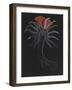 Burrowing Anemone-Philip Henry Gosse-Framed Giclee Print