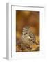 Burrowing owl (Athene cunicularia), among autumn foliage, United Kingdom, Europe-Kyle Moore-Framed Photographic Print