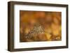 Burrowing owl (Athene cunicularia), among autumn foliage, United Kingdom, Europe-Kyle Moore-Framed Photographic Print