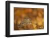 Burrowing owl (Athene cunicularia), among autumn foliage, United Kingdom, Europe-Kyle Moore-Framed Photographic Print