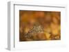 Burrowing owl (Athene cunicularia), among autumn foliage, United Kingdom, Europe-Kyle Moore-Framed Photographic Print