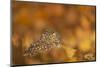 Burrowing owl (Athene cunicularia), among autumn foliage, United Kingdom, Europe-Kyle Moore-Mounted Photographic Print