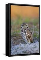 Burrowing Owl (Athene Cunicularia) at Burrow in Sandy Soil-Lynn M^ Stone-Framed Stretched Canvas