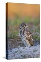 Burrowing Owl (Athene Cunicularia) at Burrow in Sandy Soil-Lynn M^ Stone-Stretched Canvas