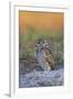 Burrowing Owl (Athene Cunicularia) at Burrow in Sandy Soil-Lynn M^ Stone-Framed Premium Photographic Print