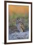 Burrowing Owl (Athene Cunicularia) at Burrow in Sandy Soil-Lynn M^ Stone-Framed Premium Photographic Print