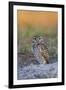 Burrowing Owl (Athene Cunicularia) at Burrow in Sandy Soil-Lynn M^ Stone-Framed Premium Photographic Print