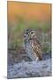 Burrowing Owl (Athene Cunicularia) at Burrow in Sandy Soil-Lynn M^ Stone-Mounted Premium Photographic Print