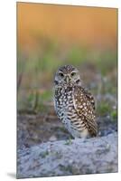 Burrowing Owl (Athene Cunicularia) at Burrow in Sandy Soil-Lynn M^ Stone-Mounted Premium Photographic Print