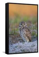 Burrowing Owl (Athene Cunicularia) at Burrow in Sandy Soil-Lynn M^ Stone-Framed Stretched Canvas