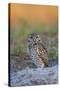 Burrowing Owl (Athene Cunicularia) at Burrow in Sandy Soil-Lynn M^ Stone-Stretched Canvas