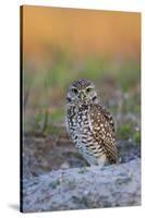Burrowing Owl (Athene Cunicularia) at Burrow in Sandy Soil-Lynn M^ Stone-Stretched Canvas