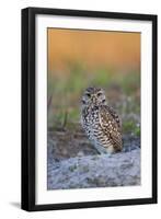 Burrowing Owl (Athene Cunicularia) at Burrow in Sandy Soil-Lynn M^ Stone-Framed Photographic Print