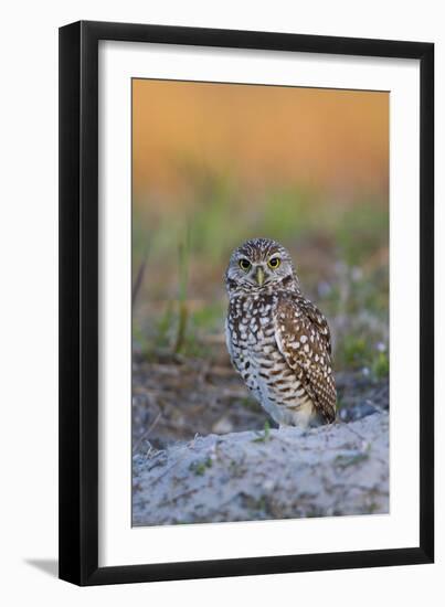 Burrowing Owl (Athene Cunicularia) at Burrow in Sandy Soil-Lynn M^ Stone-Framed Photographic Print