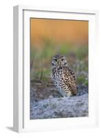 Burrowing Owl (Athene Cunicularia) at Burrow in Sandy Soil-Lynn M^ Stone-Framed Photographic Print