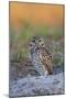 Burrowing Owl (Athene Cunicularia) at Burrow in Sandy Soil-Lynn M^ Stone-Mounted Photographic Print