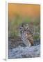 Burrowing Owl (Athene Cunicularia) at Burrow in Sandy Soil-Lynn M^ Stone-Framed Photographic Print