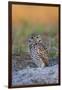 Burrowing Owl (Athene Cunicularia) at Burrow in Sandy Soil-Lynn M^ Stone-Framed Photographic Print