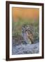 Burrowing Owl (Athene Cunicularia) at Burrow in Sandy Soil-Lynn M^ Stone-Framed Photographic Print