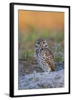 Burrowing Owl (Athene Cunicularia) at Burrow in Sandy Soil-Lynn M^ Stone-Framed Photographic Print