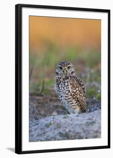 Burrowing Owl (Athene Cunicularia) at Burrow in Sandy Soil-Lynn M^ Stone-Framed Photographic Print