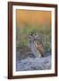 Burrowing Owl (Athene Cunicularia) at Burrow in Sandy Soil-Lynn M^ Stone-Framed Photographic Print