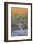 Burrowing Owl (Athene Cunicularia) at Burrow in Sandy Soil-Lynn M^ Stone-Framed Photographic Print