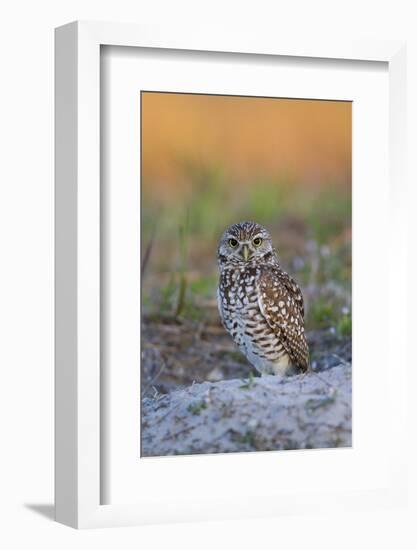 Burrowing Owl (Athene Cunicularia) at Burrow in Sandy Soil-Lynn M^ Stone-Framed Photographic Print