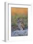 Burrowing Owl (Athene Cunicularia) at Burrow in Sandy Soil-Lynn M^ Stone-Framed Photographic Print