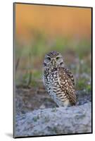 Burrowing Owl (Athene Cunicularia) at Burrow in Sandy Soil-Lynn M^ Stone-Mounted Photographic Print