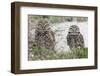 Burrowing Owl (Athene Cunicularia)-Steve Byland-Framed Photographic Print