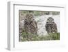Burrowing Owl (Athene Cunicularia)-Steve Byland-Framed Photographic Print
