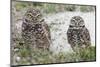 Burrowing Owl (Athene Cunicularia)-Steve Byland-Mounted Photographic Print