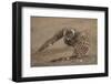 Burrowing owl doing 'rain dance', Arizona, USA-John Cancalosi-Framed Photographic Print