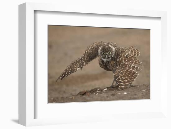 Burrowing owl doing 'rain dance', Arizona, USA-John Cancalosi-Framed Photographic Print