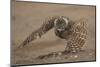 Burrowing owl doing 'rain dance', Arizona, USA-John Cancalosi-Mounted Photographic Print
