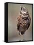 Burrowing Owl, Florida, Usa-Connie Bransilver-Framed Stretched Canvas